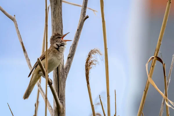 歌う鳥 大きなウォーブラーはリードの細い枝に座っています かわいい茶色の大声で秘密の歌の鳥 野生の鳥 — ストック写真