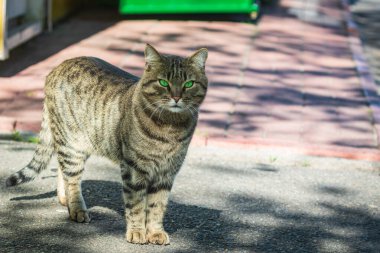 Güzel bir sokak kedisi kaldırımda durur ve fotoğrafçıya bakar. Güneşli bir gün. Evcil hayvanlar. Yakın plan..