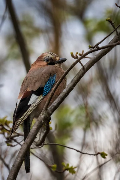 Colorido Arrendajo Euroasiático Asienta Sobre Una Gruesa Rama Roble Jay — Foto de Stock