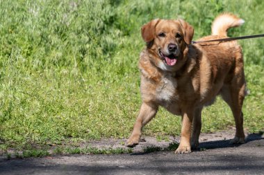 Parkta sevimli bir köpek yürüyor. Güneşli bir gün. Yakın plan. Evcil hayvanlar.