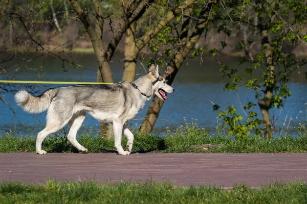 黒い斑点のある白いハスキー犬が川沿いの公園を歩いている 晴れた日 ペット — ストック写真