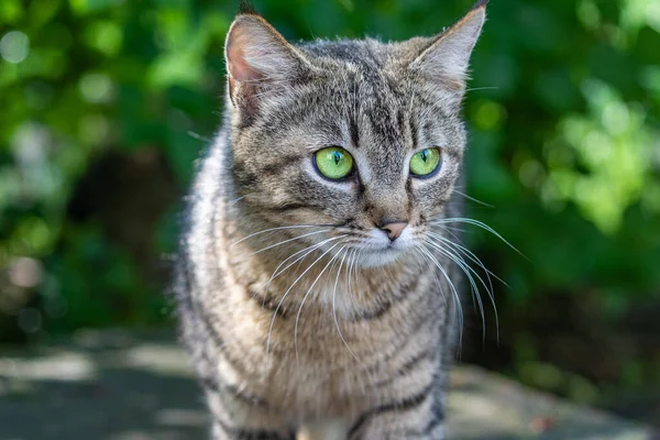 Bahçede Yatan Sevimli Kedi Fotoğrafçıya Bakıyor Parlak Yeşil Yaprakların Arka — Stok fotoğraf