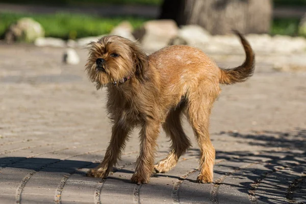 一只比利时 或布鲁塞尔 的装饰犬格里芬在公园里散步 后续行动 — 图库照片