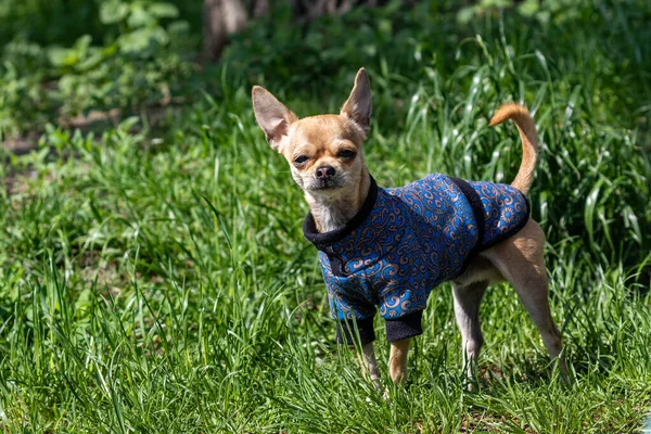 Cão Bonito Caminha Uma Área Parque Dia Ensolarado Close Animais — Fotografia de Stock