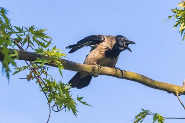 Kanatları açık genç bir karga kalın bir dala oturur ve yiyecek beklentisiyle gagasını çok geniş bir alana yayar. Mavi gökyüzü ve yeşil yapraklar. Parkta sıcak bir yaz günü. Vahşi yaşam. Şehir kuşları. Yakın plan..