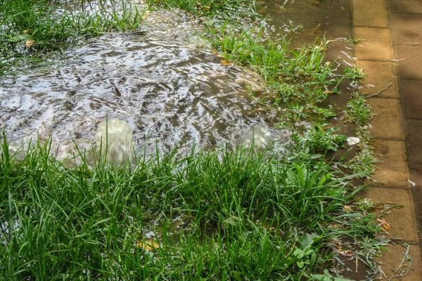 Emergency sewage. Water flows down the sidewalk from the sewer. An accident in the sewer. Water fountain flows out of the hatch located on a green grass lawn next to the sidewalk. Breakthrough sewage.