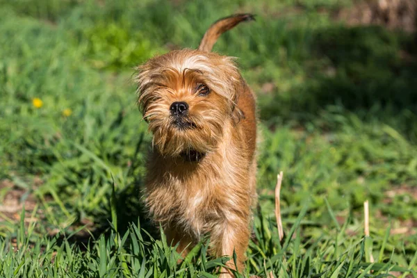 Cão Belga Decorativo Bruxelas Griffon Caminha Parque Animais Estimação Close — Fotografia de Stock