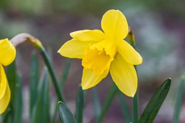 ダフォディの花 緑の葉の間に美しい明るい黄色の花 春の公園 — ストック写真