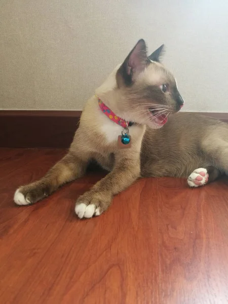 Kot stres otworzyć jej usta usiąść na drewnianej podłodze — Zdjęcie stockowe