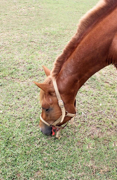 Koně jíst trávu v letní pastviny — Stock fotografie