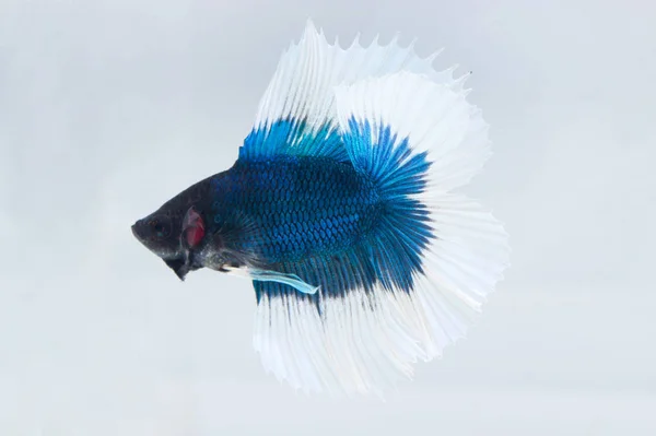 Betta Fish Or Fighting Fish (Half Moon Double Tail) On White Background — Stock Photo, Image