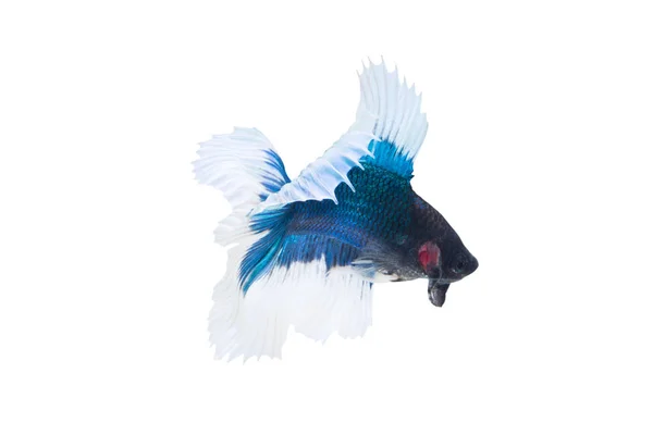 Betafisch oder Kampffisch (Halbmond-Doppelschwanz) isoliert auf weißem Hintergrund — Stockfoto