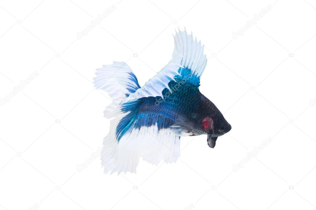 Betta Fish Or Fighting Fish (Half Moon Double Tail) Isolated On White Background