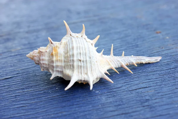 STOUT-SPINE MUREX (Murex trapa) On Wooden Fone . — стоковое фото