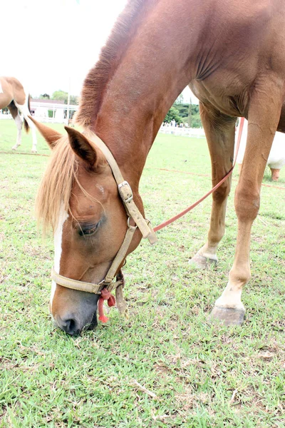 Koně jíst trávu v letní pastviny — Stock fotografie
