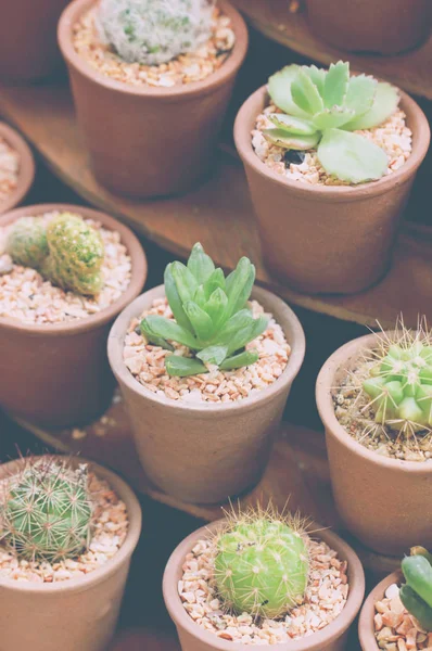 小さいサボテンの植物の鍋ビンテージ スタイル — ストック写真