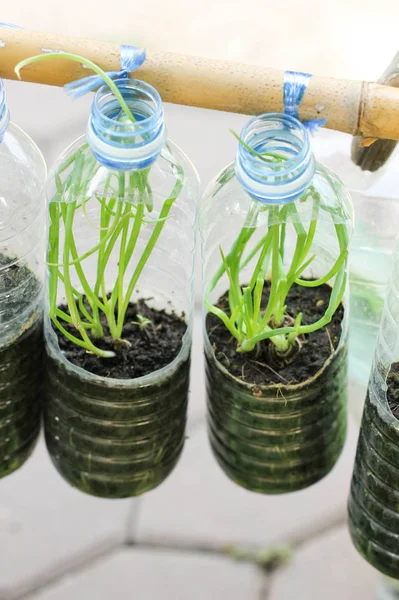 Crecen cebolla de primavera en botella de agua usada, planta de verduras para la vida urbana . — Foto de Stock