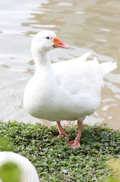 Weiße Ente und Füße, die sich neben einem Teich ausstrecken — Stockfoto
