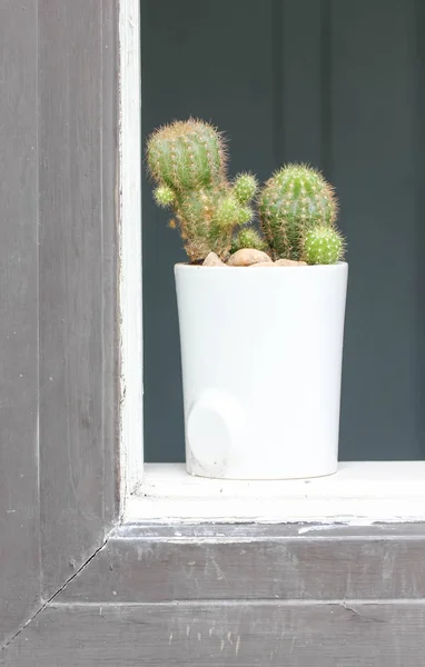 Kakteenpflanze neben Fenster — Stockfoto