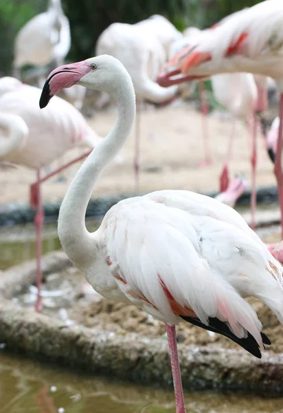 Bir beyaz Flamingo bir bataklıkta ayakta yakın çekim. — Stok fotoğraf