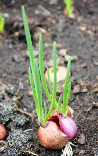 Zbliżenie na plantacji cebuli w ogrodzie warzyw — Zdjęcie stockowe
