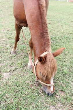 Yaz mera çim yeme atlar