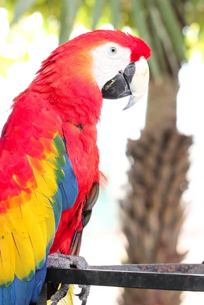 Scarlet macaw (Ara macao) A Large, Red, Yellow And Blue Parrot Bird — Stock Photo, Image