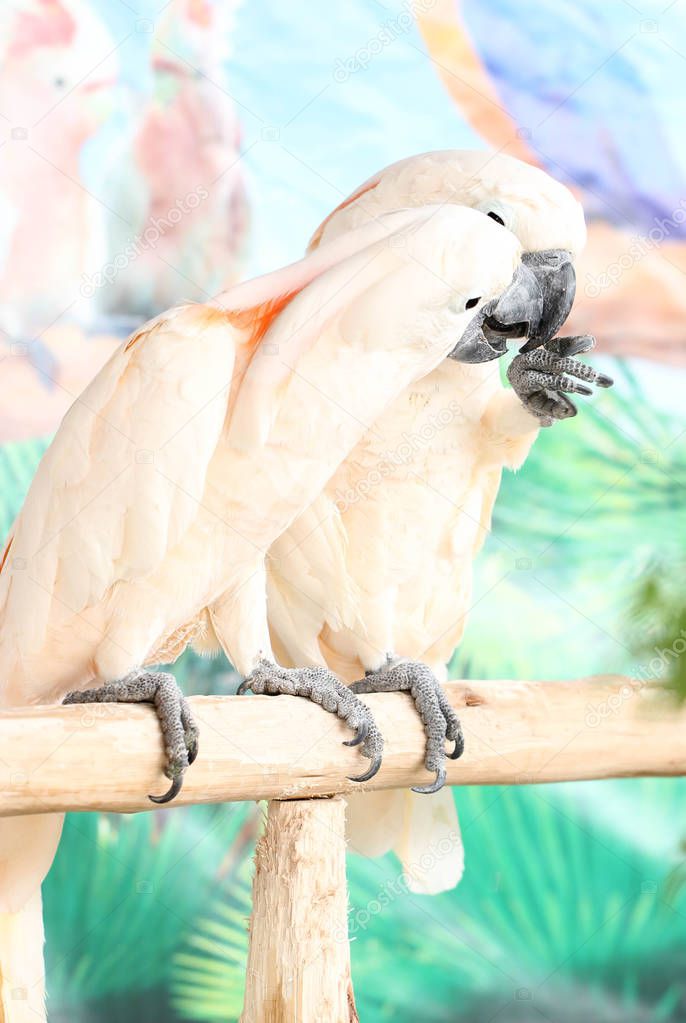 Couple White Parrot On A Branch