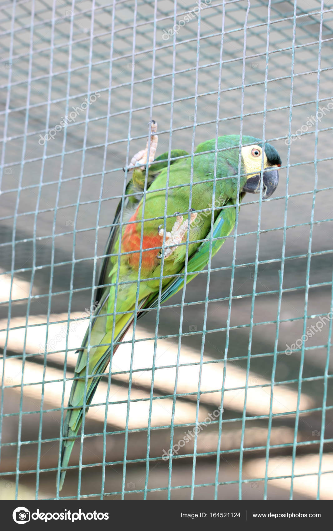 a parrot in a cage