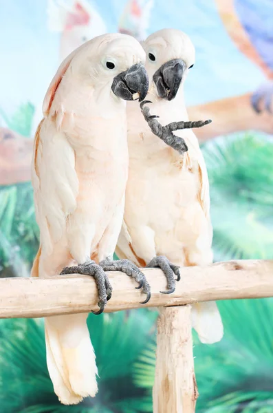 Couple White Parrot On A Branch — Stock Photo, Image