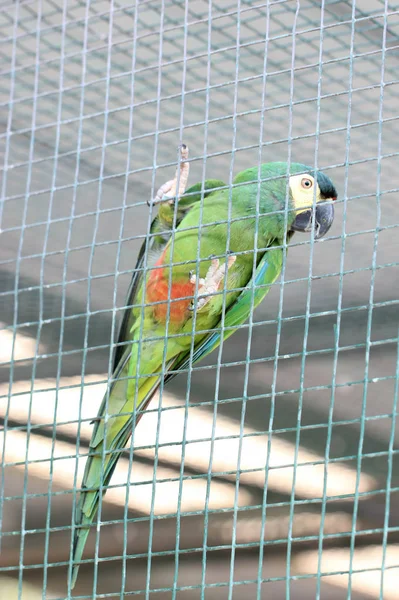 Green Parrot In A Cage — Stock Photo, Image