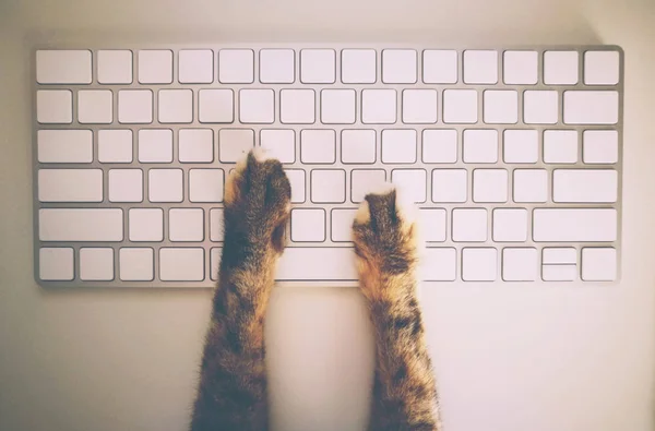 Kot, praca z klawiatury i myszy — Zdjęcie stockowe