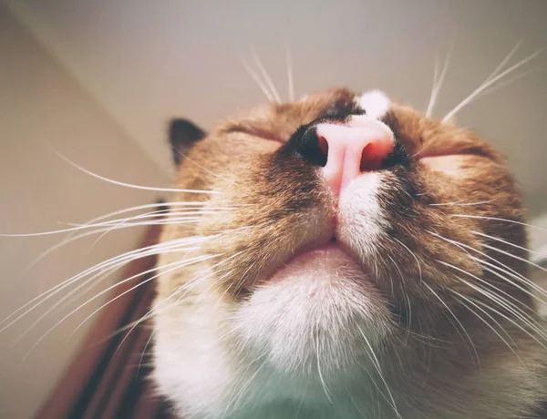 Niski kąt kot twarzy — Zdjęcie stockowe