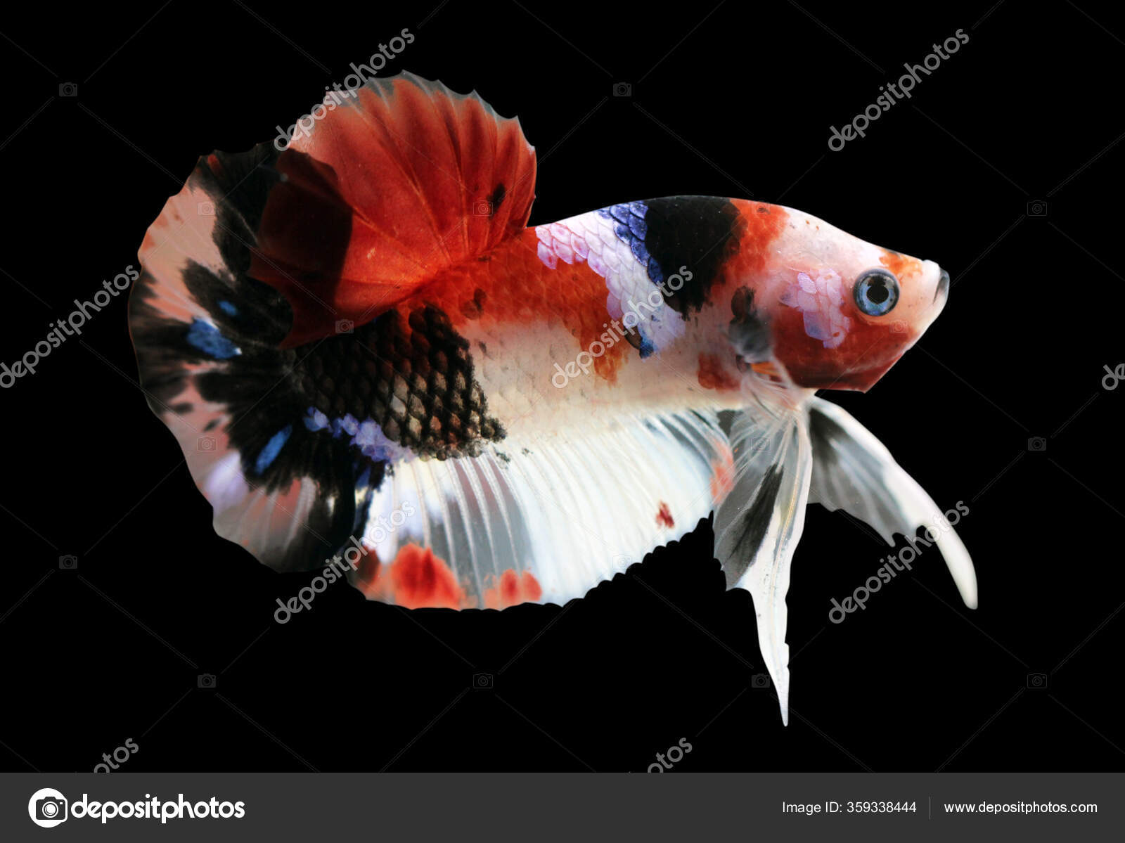 betta fish koi