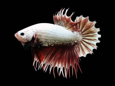 Betta Kızıl Ejder Crowtail CTPK Erkek veya Plakat Fighting Fish Splendens Siyah Arkaplanda.