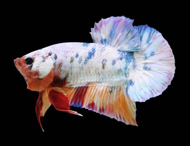 Betta Candy Nemo Yarıayı Plakat HMPK Erkek veya Plakat Savaşan Balık Kara Arkaplanda Dalgalanıyor.