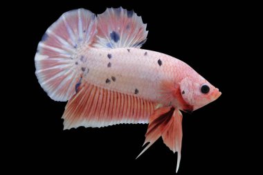 Betta Pembe Mermer Nokta Yarım Ay Plakat HMPK Erkek veya Plakat Dövüşen Balık Kara Arkaplanda Görkemli.