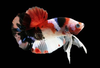 Betta Koi Yarıayı Plaketi HMPK Erkek veya Plakat Dövüşen Balıklar Siyah Arkaplanda Görkemli.