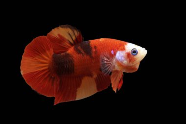 Betta Koi Nemo Yarıayı Plakat HMPK Erkek veya Plakat Dövüşen Balık Kara Arkaplanda Görkemli.