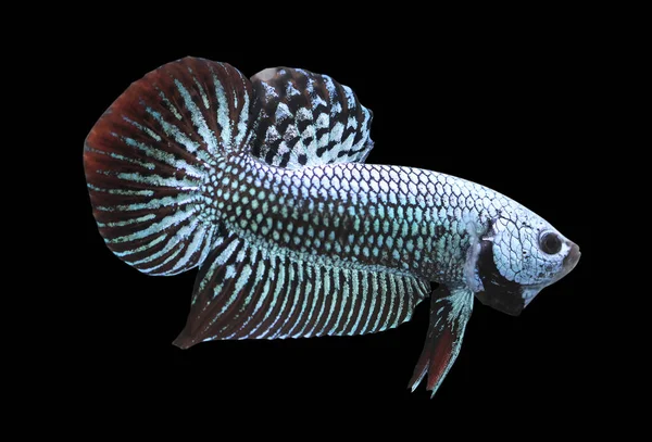 Betta Alien Wild Male Plakat Fighting Fish Splendens Black Background — Stock Photo, Image