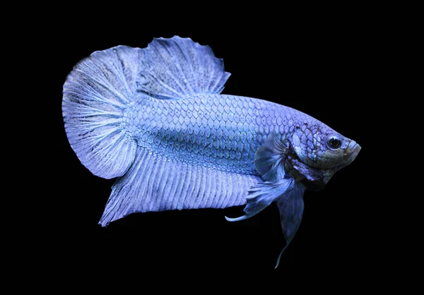 Betta Super Blue Halfmoon Plakat Hmpk Male Plakat Fighting Fish — Stock Photo, Image