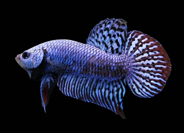 Betta Alien Selvagem Masculino Plakat Lutando Esplandece Peixes Fundo Preto — Fotografia de Stock