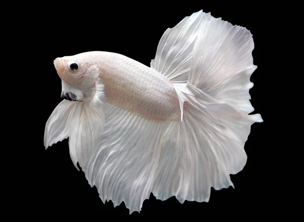 Betta White Platinum Halfmoon Male Plakat Fighting Fish Splendens Black — Stock Photo, Image