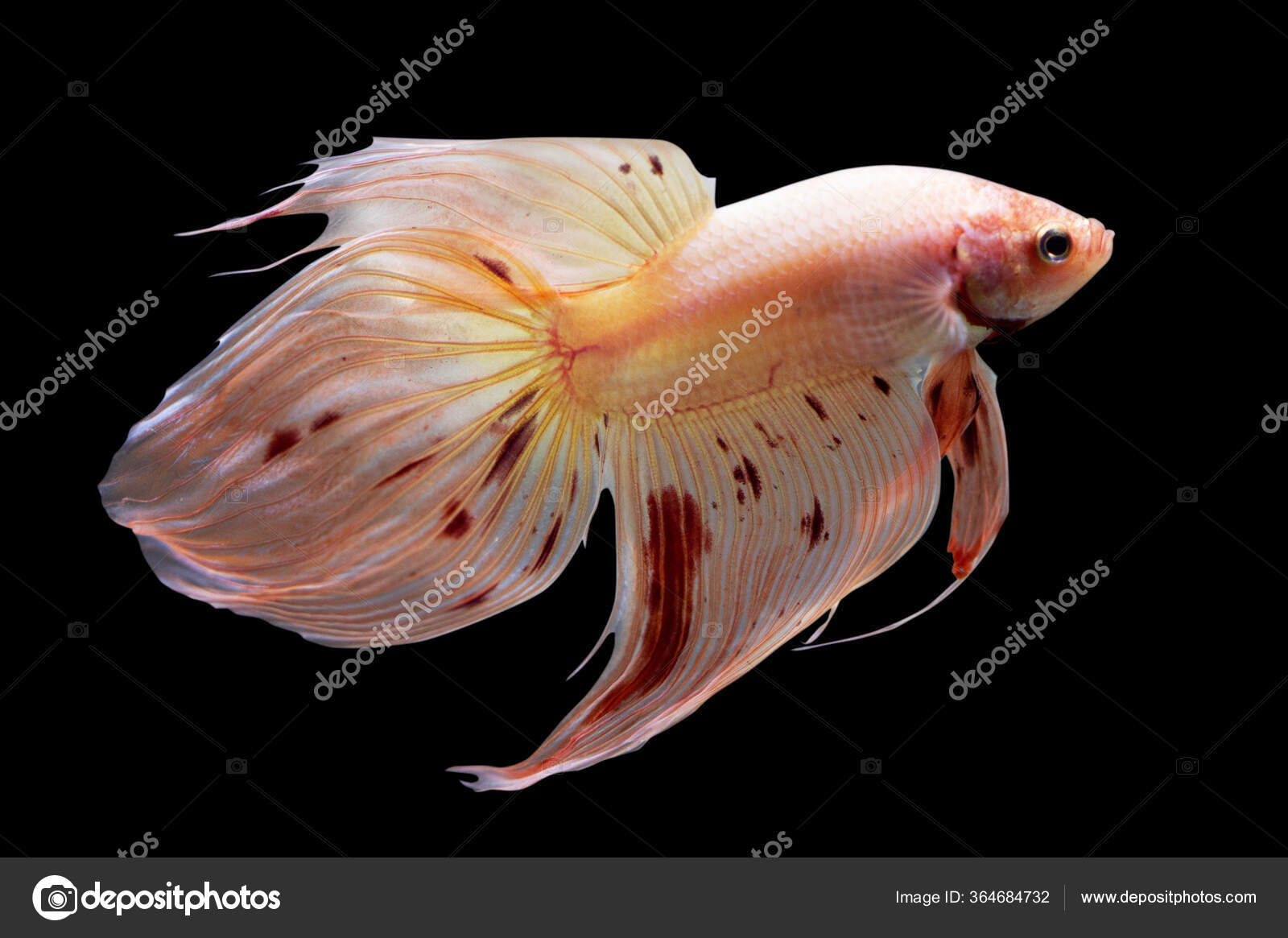 Veiltail betta cheap male food