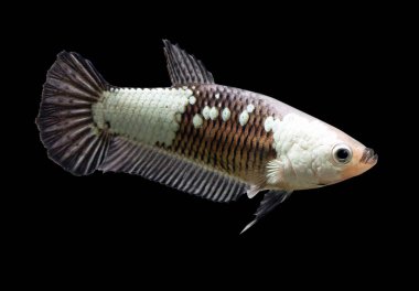 Betta Kara Samuray Yarıayı Plaketi HMPK Kadın ya da Plakat Savaşçısı Balıklar Siyah Arkaplanda Görkemli.