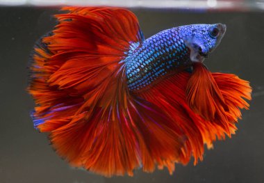 Betta Blue Red Rose Tail HM Erkek veya Plakat Fighting Fish Splendens.