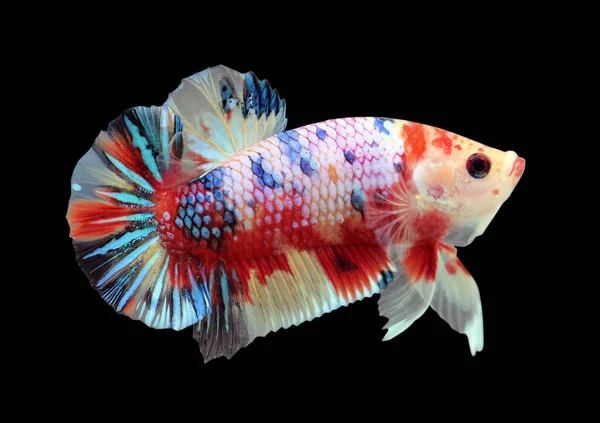 Betta Candy Nemo Halfmoon Plakat Hmpk Male Plakat Fighting Fish — Stock Photo, Image