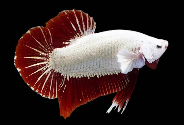 Betta Red Dragon Halfmoon Plakat Hmpk Male Plakat Fighting Fish — Stock Photo, Image