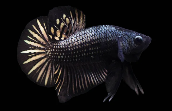 Betta Black Copper Halfmoon Plakat Hmpk Male Plakat Fighting Fish — Stock Photo, Image