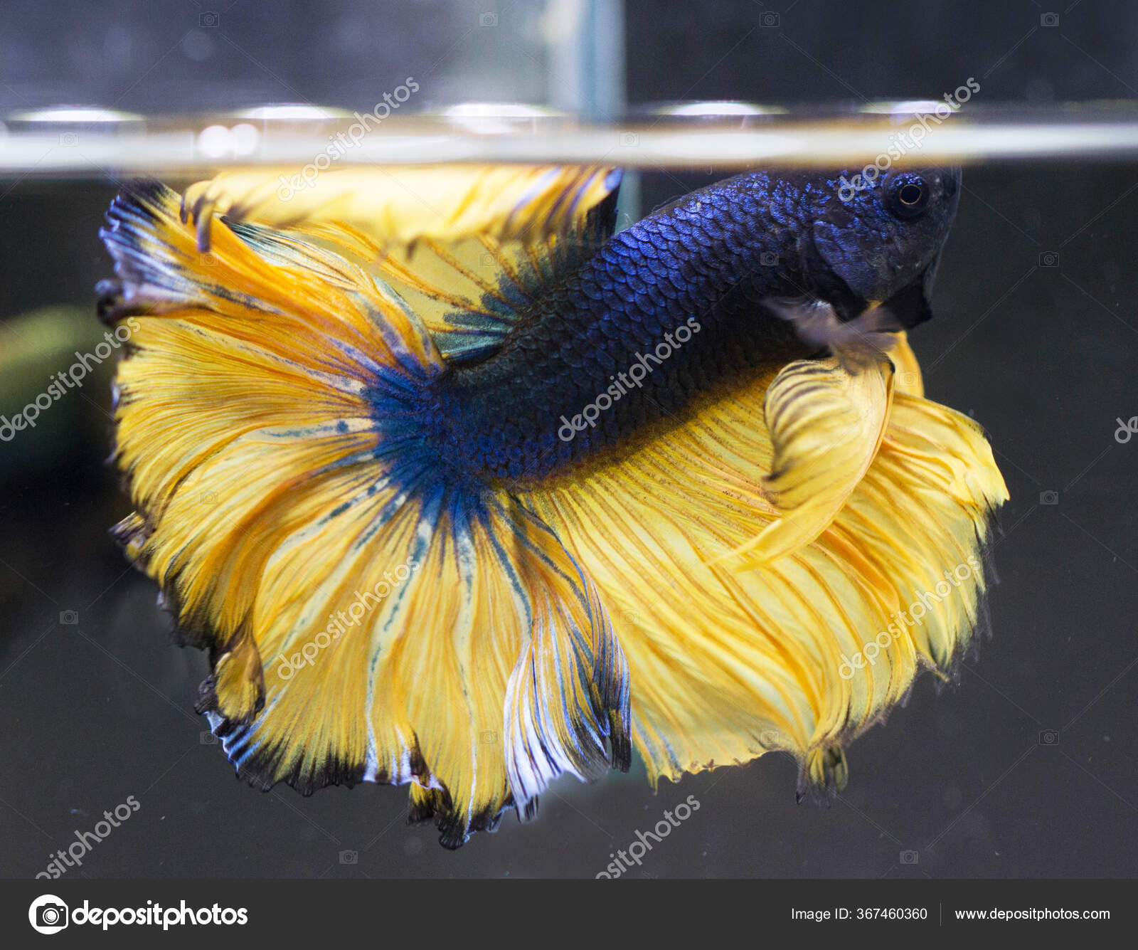 Betta Mustard Gas Halfmoon Male Plakat Fighting Fish Splendens Stock